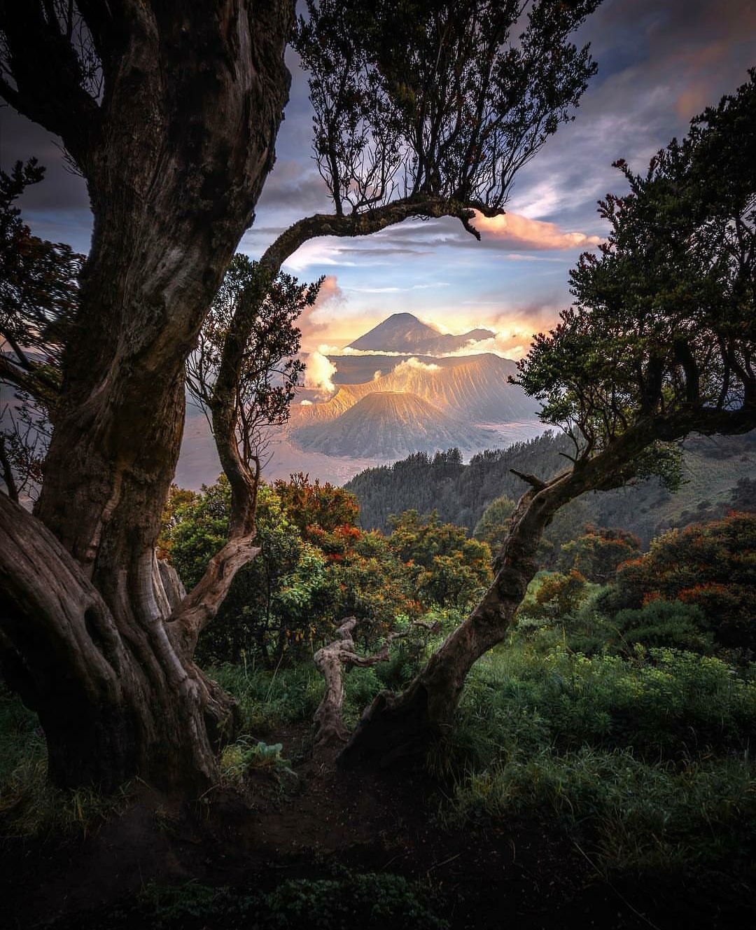 Indonesia Forest Inventory